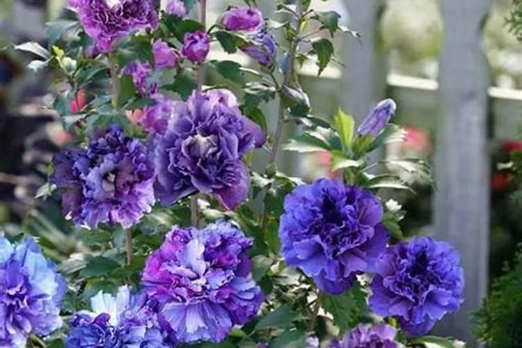 桃树如何施肥才能增甜又高产 桃树施肥技术