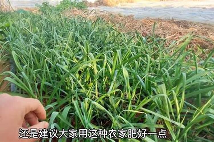 蒜苗用什么肥料最好