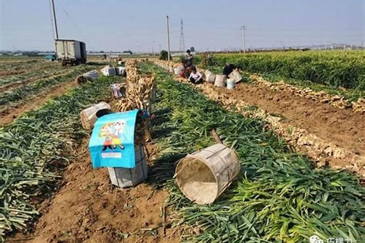 冲施肥是什么意思 冲施肥与水溶肥的区别