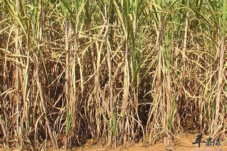 水溶肥和普通肥料有什么区别？