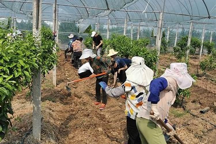 水溶肥和化肥的区别