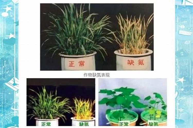 什么肥料可以催芽苗