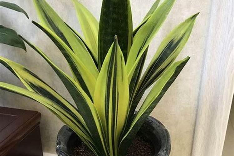 室内如何养好兰花
