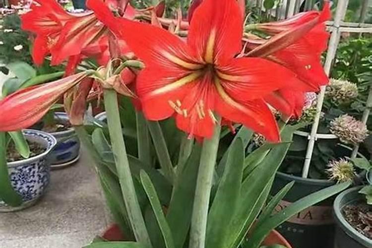 荔浦芋头种植方法.