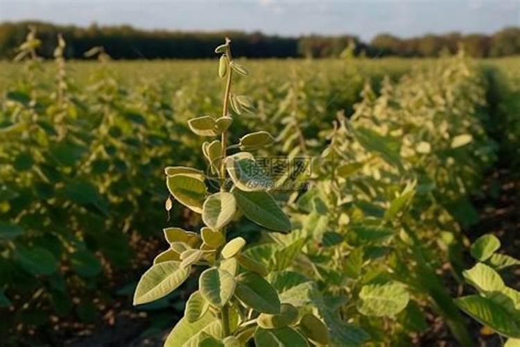 可杀得三千可以和海藻精一起使用吗？