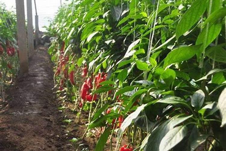 辣椒幼苗用什么肥长的快