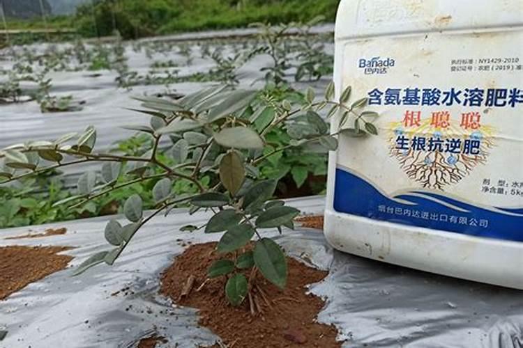 灵芝的种植条件方法