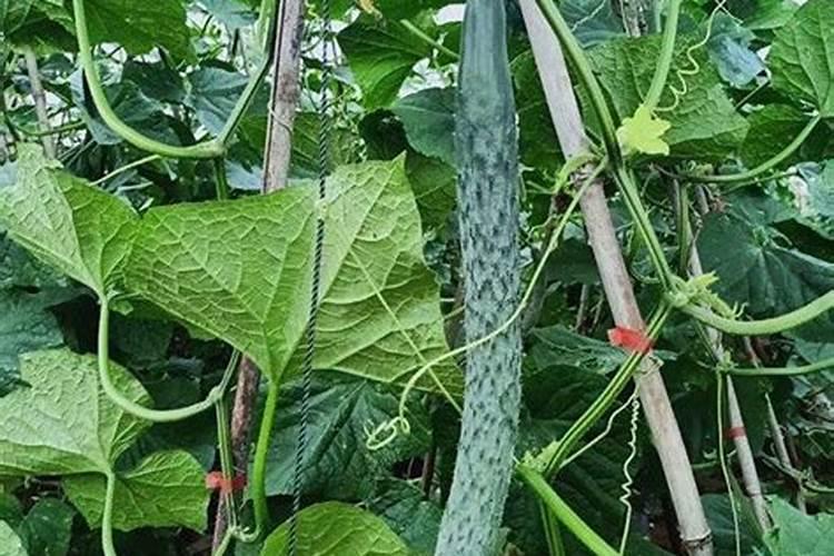 秋季果子卸完了梨树喷叶面肥有什么好处？