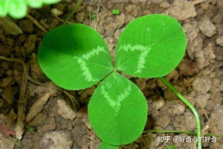 种花生用草木灰做底肥好吗？,花生肥什么时候施好