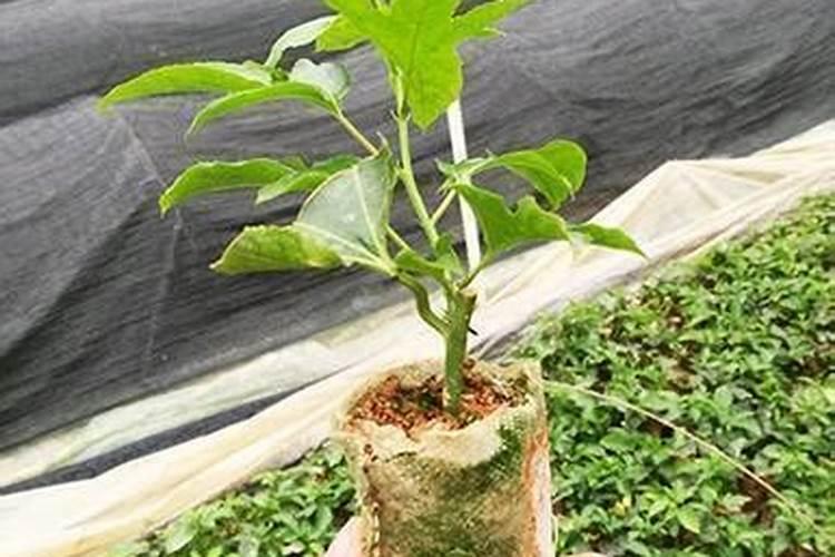 种花生要施底肥吗