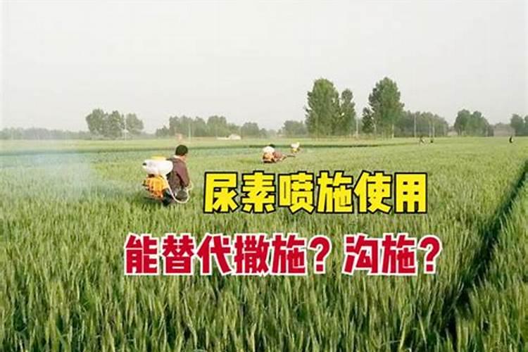 尿素能做水溶肥吗 尿素可以做水溶肥吗