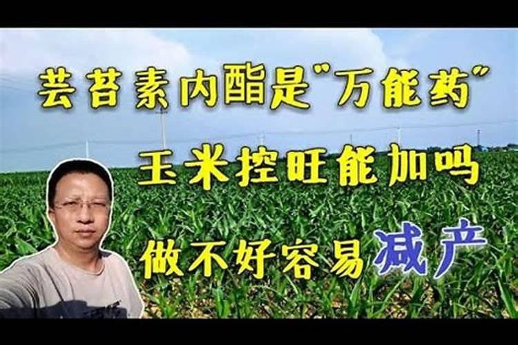 磷酸二氢钾十芸苔素效果怎么样,效果特点