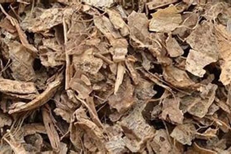 竹子想它茂盛点下什么肥好