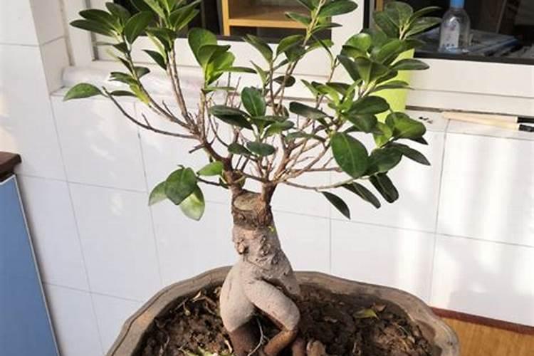 榕树盆景怎么养