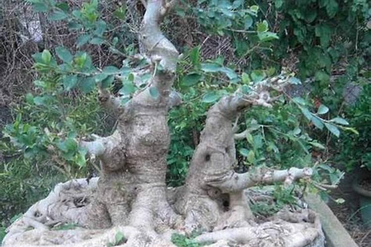 榕树的养殖方法