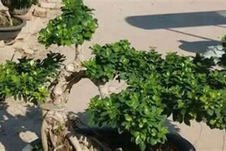 榕树花肥制作与使用方法