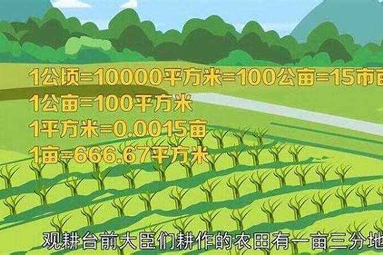 辣椒滴灌钙肥用量多少