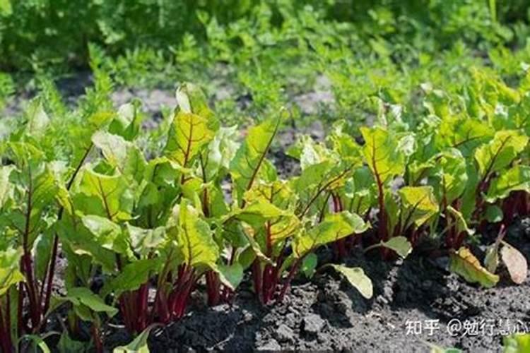 甜菜到白露节气喷叶面肥还能增产吗？