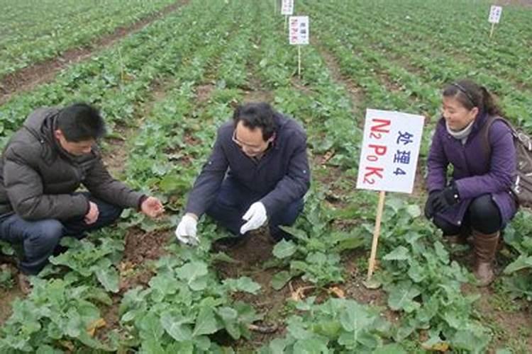 种菜前如何施底肥