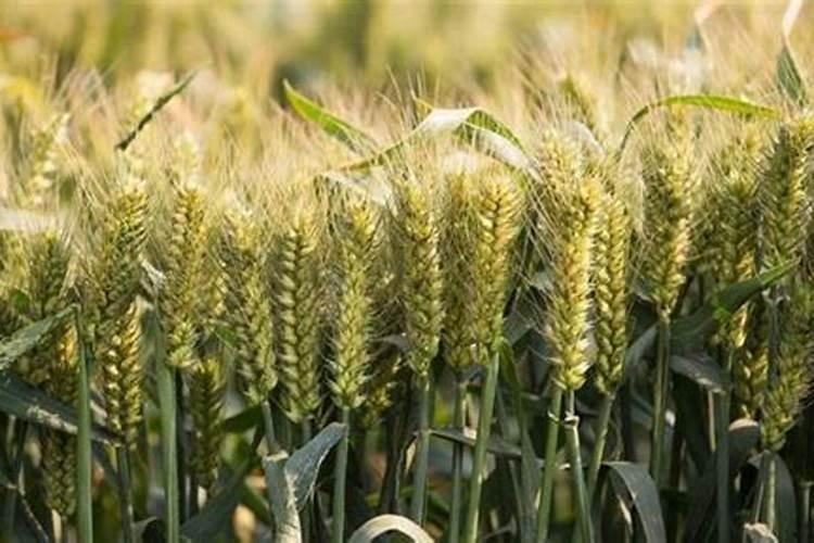 总质量10千克硝酸铵钙7.5千克,硫酸钾2.5千克这样的混合物氮钾比例为...