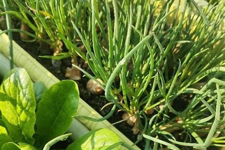 甘蔗是忌氯作物吗