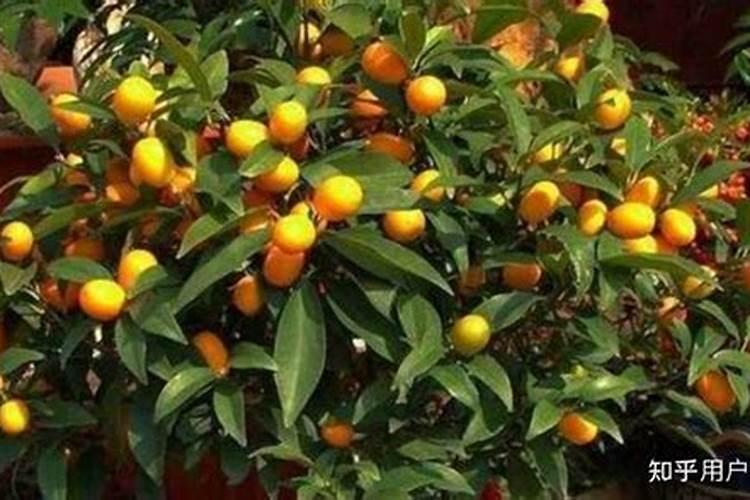 玻色因溶液30%和含玻色因10%的区别