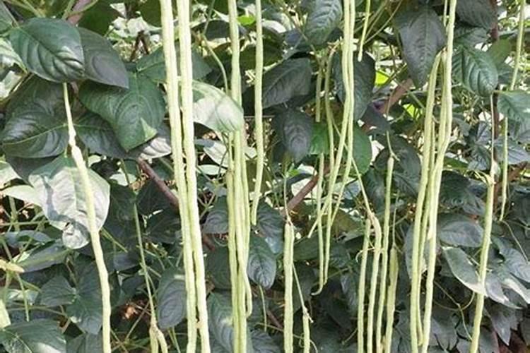 如何防止地膜西瓜生长后期早衰