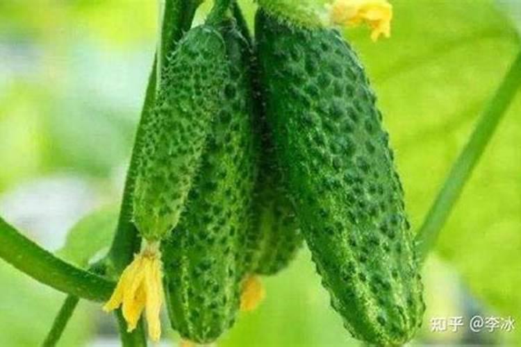 尿按氮肥是什么颗粒