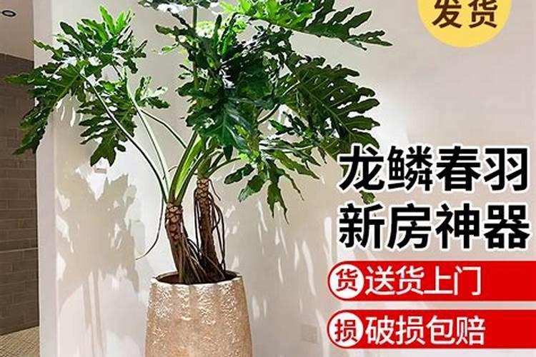 100种观叶植物  No.17 春羽养护攻略