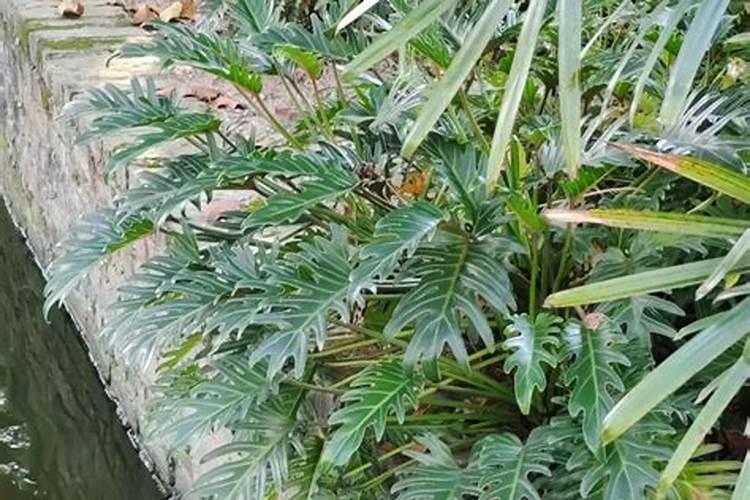 龙鳞春羽的养殖方法和注意事项