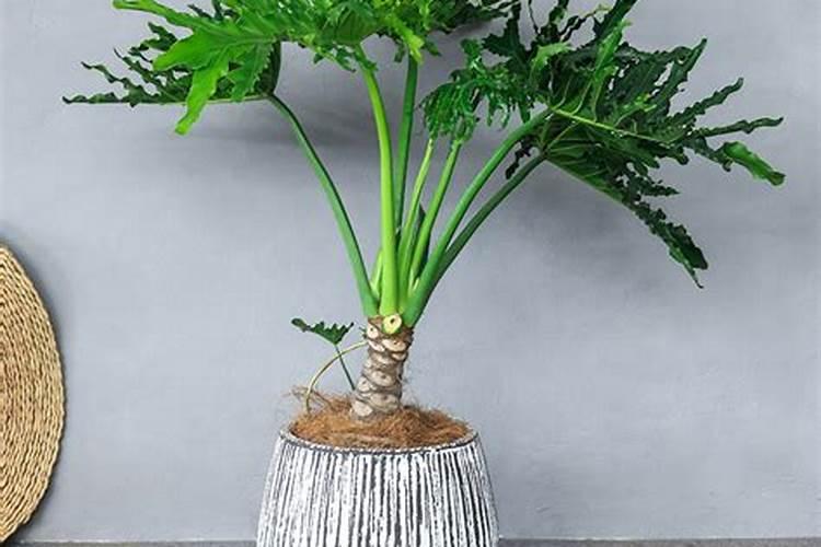 春羽叶子下垂怎么办