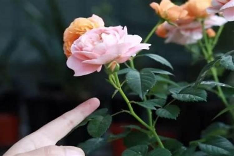 简述棉花育苗移栽技术.