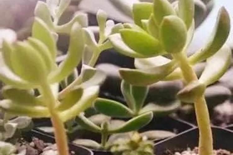 多肉施肥用什么肥料长得壮 多肉植物施什么肥料最合适