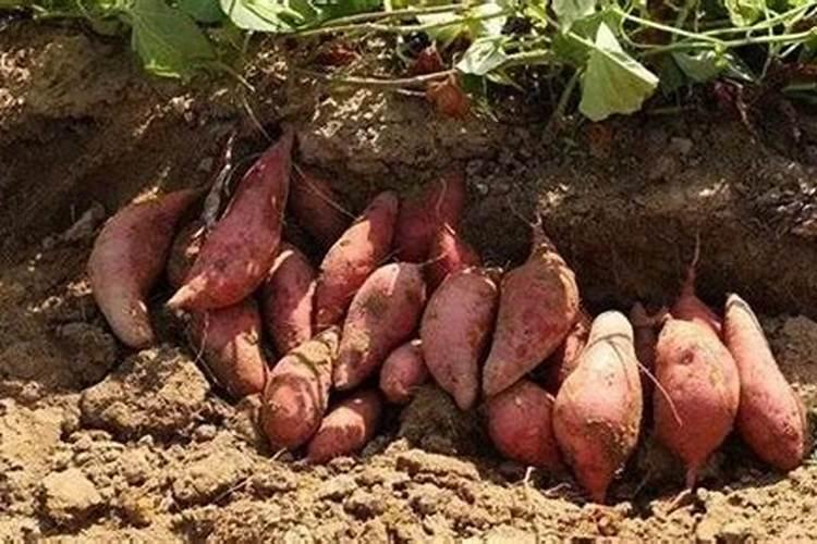烂红薯可以做肥料吗
