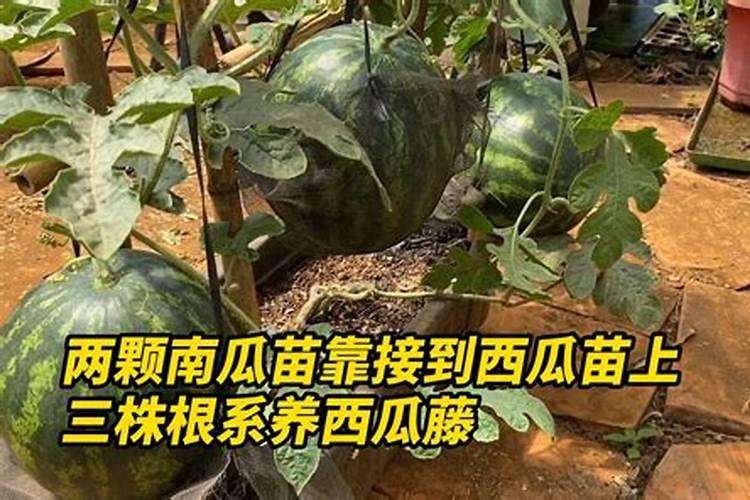 西瓜可以打矮壮素吗,西瓜矮壮素的使用方法