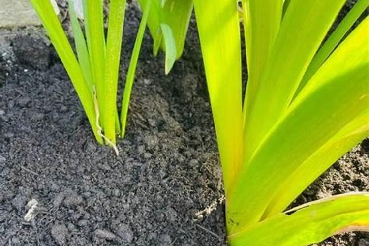 怎么辨别真假水溶肥