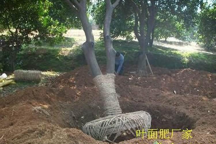 西瓜苗期用哪种肥料合适？西瓜用什么叶面肥膨果效果好？