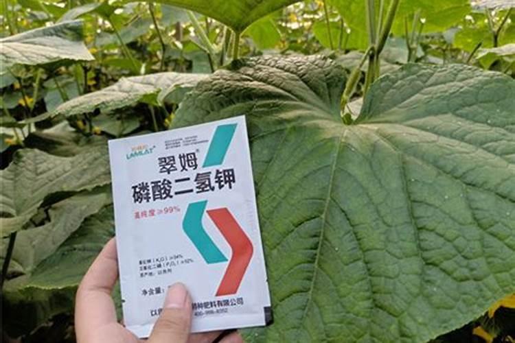 说说葡萄上使用钙和镁的事,如何正确的补充钙镁肥？