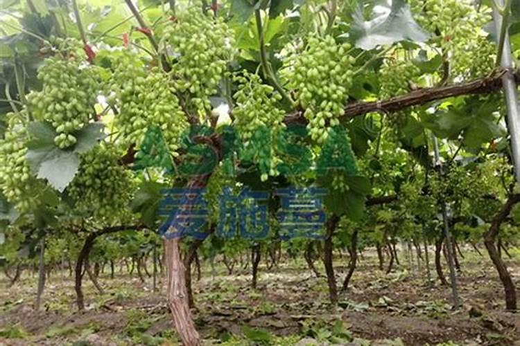 滴滴果园在哪里滴滴果园入口介绍