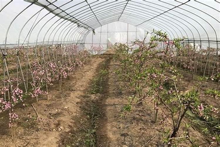 桃树到了硬核期不用复合肥,用硫酸钾和什么肥料？