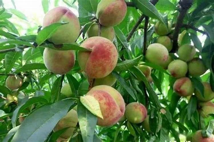 桃树花谢后用什么肥料？可以用桃树水溶肥吗？
