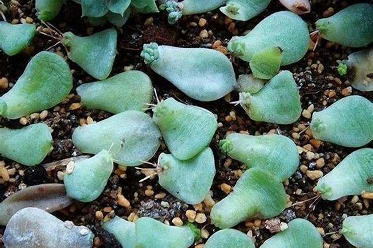 怎样区分氮肥和磷肥和钾肥