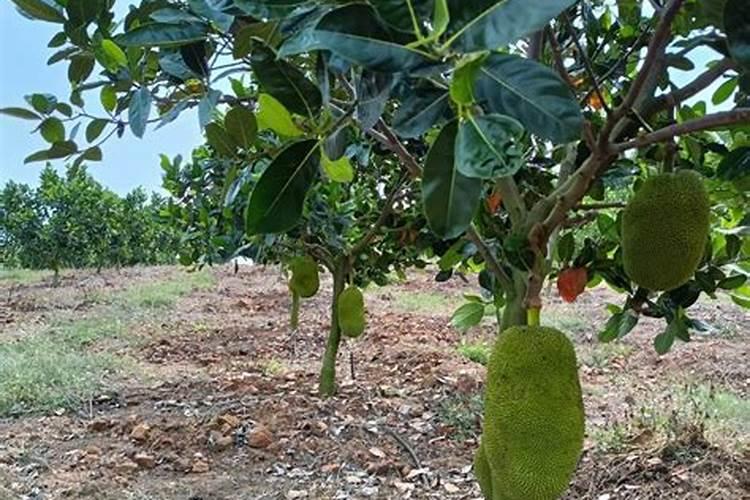 小果树苗如何施复合肥