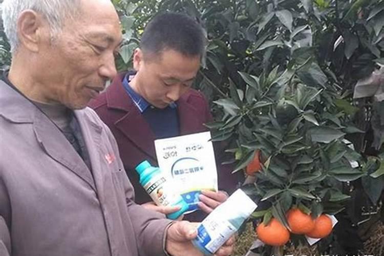 3月底柑橘“保花保果”正当时,钙元素少不了!