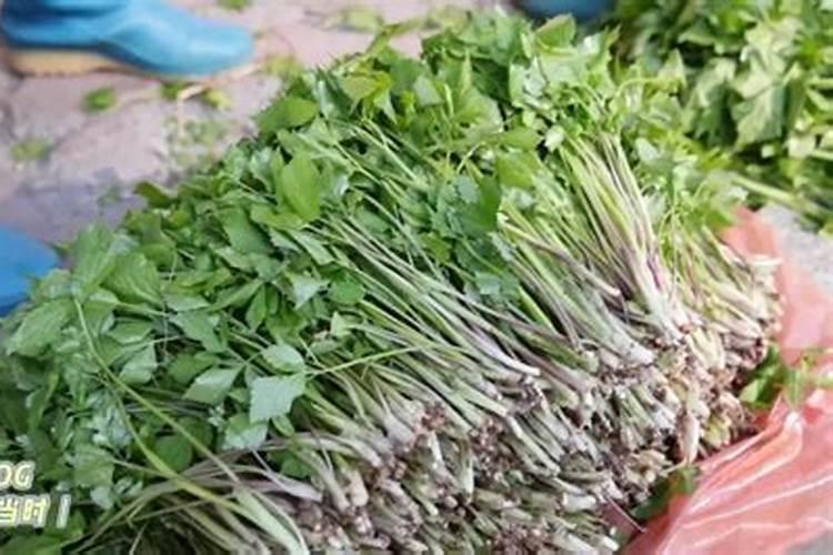 王米施锌肥什么锌肥好