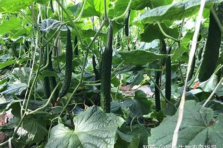 给大豆施肥,需要选用什么样的肥料？