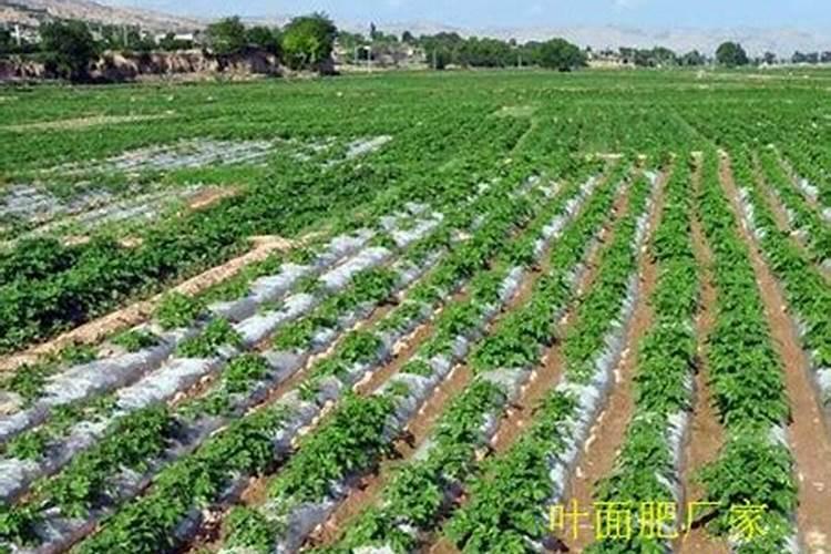 海法魔力丰2号水溶肥是哪个公司生产的？