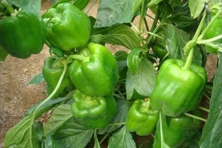 小麦拌种加芸苔素有什么好处,加多少合适呢？