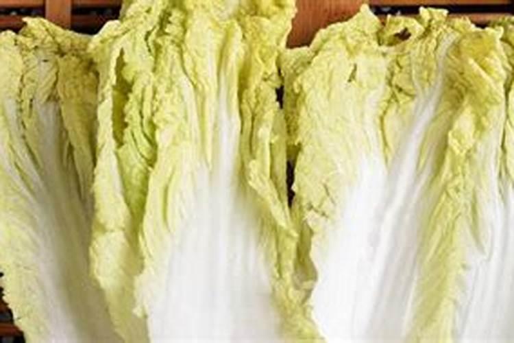 玉米苗有黄叶干枯怎么回事