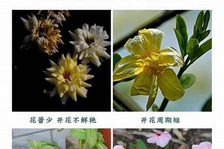 高钾复合肥有哪些